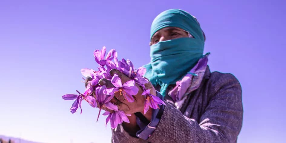 Pflückerin im Safranfeld mit einer Handvoll frisch gepflückter Krokusblüten