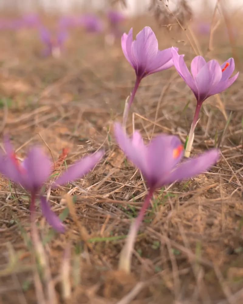 Blühende Safranfelder mit violetten Krokusblüten